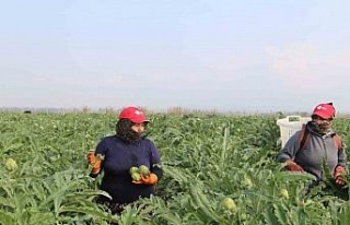 Efeler Belediyesi enginar hasadına başladı