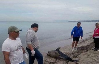 Kuşadası sahilinde bir yunus ölü olarak bulundu