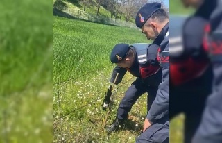 Tele takılan saksağanı jandarma kurtardı