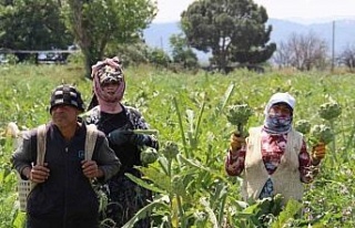 Aydın’da enginar hasadında sona yaklaşıldı