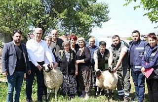Başkan Çerçioğlu’ndan koyunları telef olan...