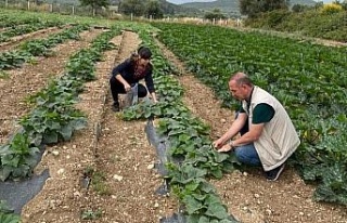 Didim’de hasat öncesi kimyasal kalıntı analizleri...