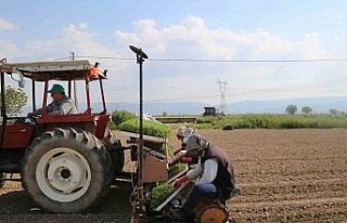 Efeler’de domates fideleri toprakla buluştu