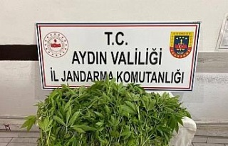 Jandarmanın yasadışı kenevir ekimi ile mücadelesi...