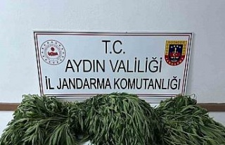 Aydın’da 90 kök kenevir ele geçirildi