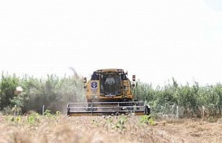 Didim’de ikinci kez buğday hasadı sevinci yaşandı
