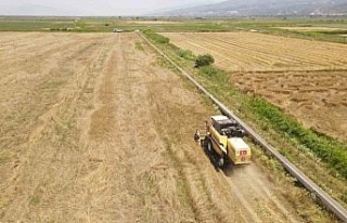 Efeler Belediyesi’nden buğday hasadı
