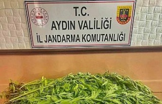 Evlerinin bahçesinde uyuşturucu yetiştiren dört...