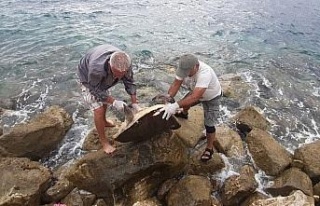 Kuşadası’nda caretta caretta cinsi deniz kaplumbağası...