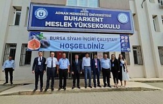 Taze incirde erkenciliği ile Buharkent rakip tanımıyor