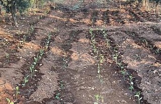 Üreticilere dağıtılan sebze fideleri toprakla...