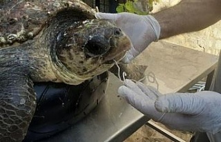 Vatandaşların dikkati deniz kaplumbağasını kurtardı
