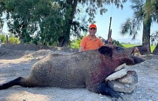 250 kiloluk dev domuz, avcılar tarafından vuruldu