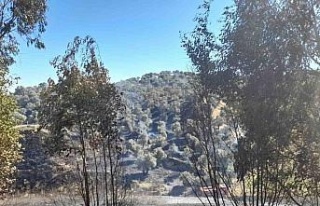 Aydın’da 1 günde 5 büyük yangın meydana geldi
