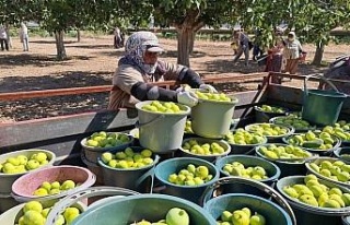 Aydın’da siyah ve sarılop çeşidi taze incirin...