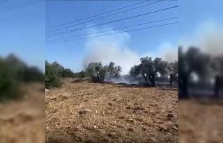 Didim’de korkutan zeytinlik yangını
