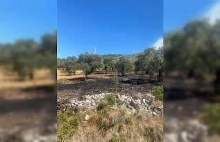 Didim’de makilik ve zeytinlik yangını korkuttu