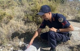 Kafasına poşet takılan martı, jandarma tarafından...