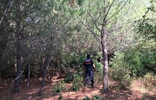 Ormanlık alanda mangal yaktılar, cezadan kaçamadılar