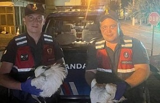 Yaralı yavru leyleklere jandarma şefkati