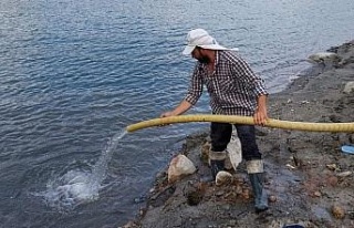 Aydın’da 300 bin sazan suyla buluştu