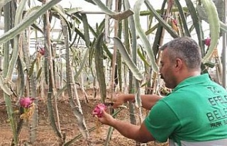Efeler’in ejder meyveleri hasat edildi