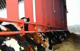 Küresel ısınma inekleri de olumsuz etkiledi