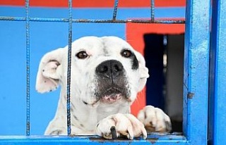 Kuşadası Belediyesi, evcil hayvan merkezini yeniliyor