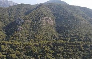 Ormanların koruyucu kartalları iş başında