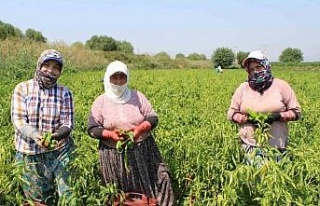 Biber, bu yıl altın yılını yaşıyor