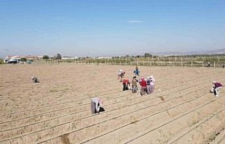 Efeler Belediyesi 4 futbol sahası büyüklüğündeki...