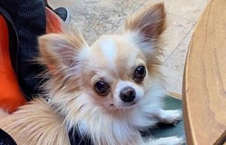 Evin önünden çalınan köpeği polis ekipleri buldu