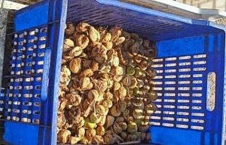 İncir hırsızı, 20 kilo incirle suçüstü yakalandı