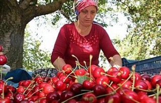 Olumsuz iklim şartlarına rağmen kiraz ve domates...