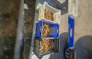Sultanhisar’da incir hırsızı yakalandı