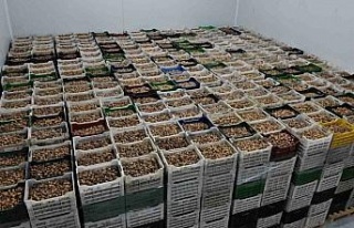 TARİŞ kuru incir fiyatlarını güncelledi