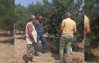 Zeytin sineğine karşı periyodik ilaçlamaya devam...