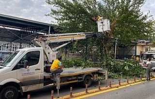 Aydın’da ağaçlar budanıyor