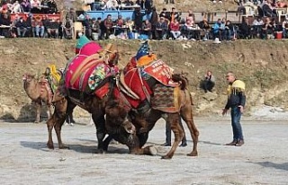 Aydın’da deve güreşi sezonu başlıyor