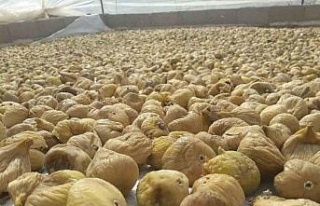 Aydın’ın mili meyvesi kuru incir ihracatı 73...