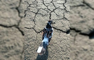 Bafa Gölü’nde yırtıcı kuşları avlayan şahıs...