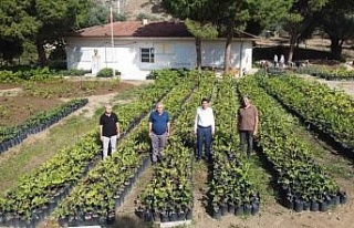 Nazilli Belediyesi, binlerce fidanı kendi üretiyor