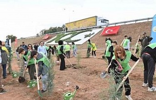 Aydın’da 2 bin 23 mavi servi fidanı toprakla buluştu