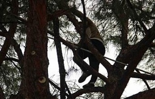 Aydın’da çam fıstığı mesaisi başladı