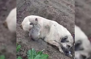 Aydın’da zehirlenme iddiası: Köpek ve yavruları...