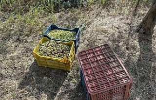 Çaldığı zeytinlerle suçüstü yakalandı