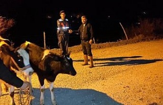 Jandarma, kaybolan inekleri kısa sürede buldu