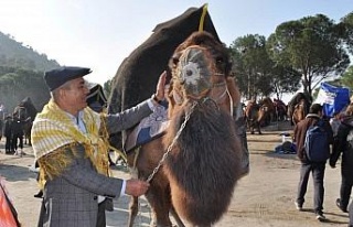 Koçarlı’da deve güreşi heyecanı yaşanacak
