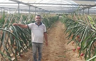 Küresel ısınma Aydın’da fırsata dönüşüyor