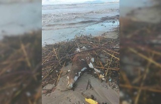 Kuşadası’nda aşırı yağış sonrası bir inek...